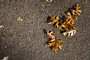Exfoliated Leaves on Asphalt Background