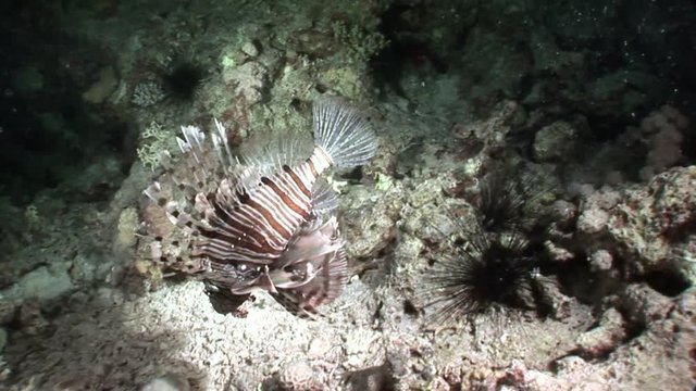 Common lionfish Pterois volitans devourer of marine inhabitants hunts for fish. Sharp fins.