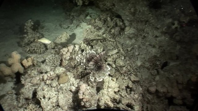 Common lionfish Pterois volitans devourer of marine inhabitants hunts for fish. Sharp fins.
