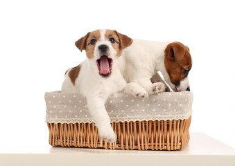 Funny jack russell puppies in the bed. Close up. White background