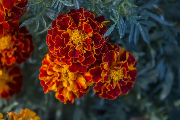 Red Marigold flower