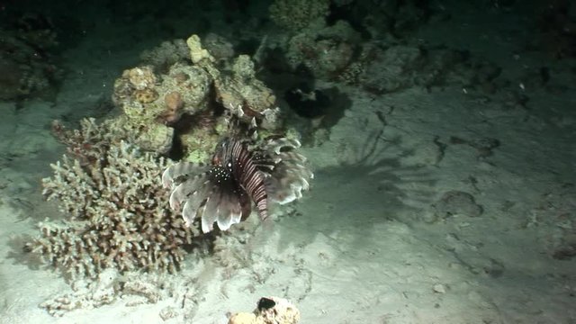 Giant predator Common lionfish Pterois volitans hunts for fish in Red sea. Sharp fins. Relax underwater video about devourer of marine inhabitants.