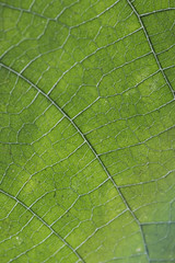 Naklejka na ściany i meble Close up of veins of leaf