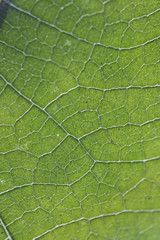Close up of veins of leaf