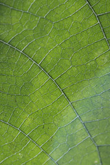 Close up of veins of leaf