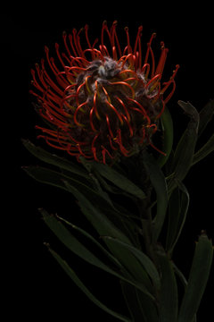 Proteas