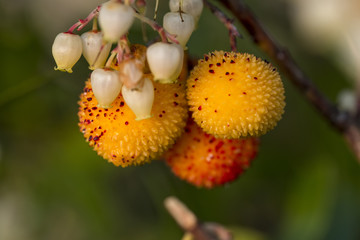 Strawberry Tree (Arbutus Unedo)