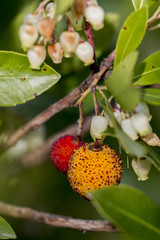 Strawberry Tree (Arbutus Unedo)