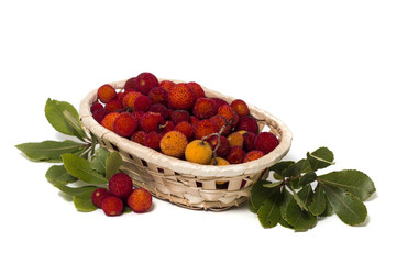 Strawberry Tree (Arbutus Unedo) fruit
