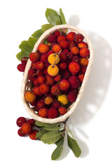 Strawberry Tree (Arbutus Unedo) fruit