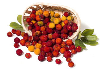 Strawberry Tree (Arbutus Unedo) fruit