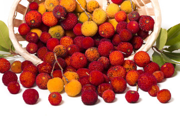 Strawberry Tree (Arbutus Unedo) fruit