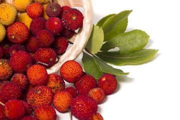 Strawberry Tree (Arbutus Unedo) fruit