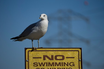 Ring-Billed Gull Perched on Signpost - 184638851