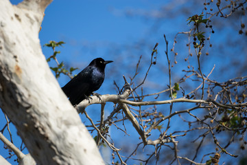 Male Great-Tailed Grackle Perched on Tree Branch - 184638853