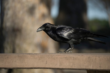 Common Raven on Park Table - 184638858