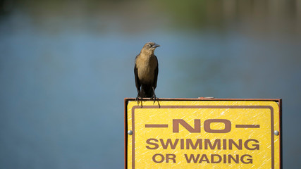 Female Great-Tailed Grackle Perched on Signpost - 184638870