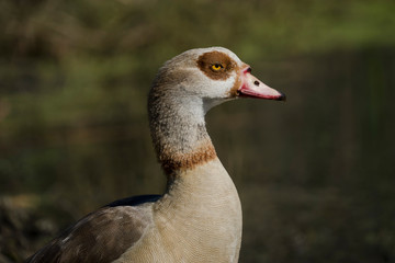 Egyptian Goose Profile Closeup Detail - 184638872