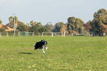 Naklejka na ściany i meble Border Collie Dog Running in the Park