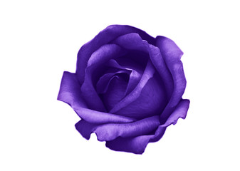 purple color rose isolated on white background