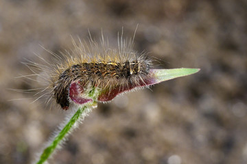 Image of brown caterpillar on green leaves. Insect. Worm. Animal.
