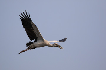 Image of an Asian openbill stork(Anastomus oscitans) flying in the sky. Bird, Wild Animals.