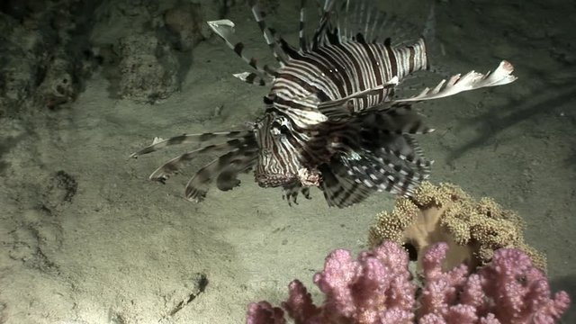 Giant predator Common lionfish Pterois volitans hunts for fish in Red sea. Sharp fins. Relax underwater video about devourer of marine inhabitants.
