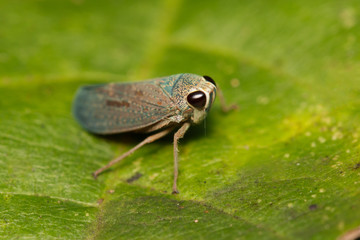 Image of a green leafhopper (Cicadella viridis) on green leaves. Insect Animal.