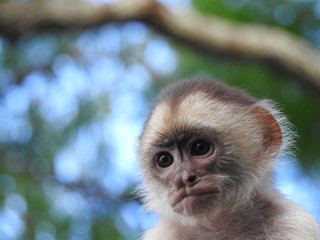 Sad-Faced Capuchin Monkey, Amazon, Brazil
