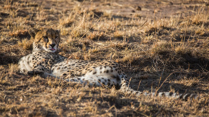 Cheetah enjoying the morning and looking for its prey