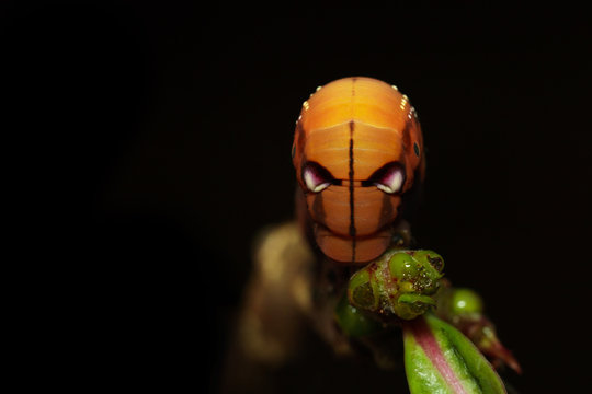 Image of Caterpillar Oleander Hawk-moth (Daphnis nerii) on tree branch on black background. Worm. Insect. Animal.
