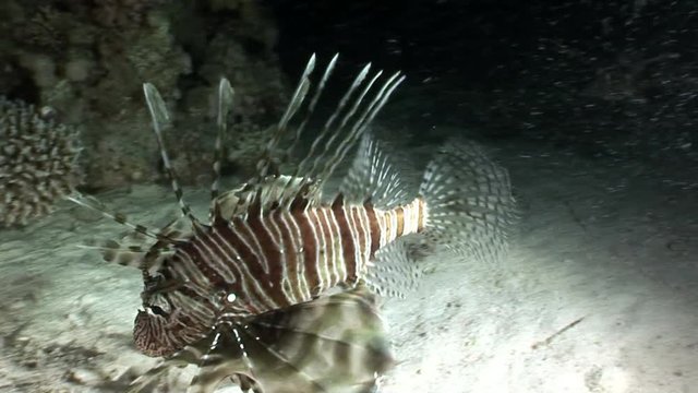Giant predator Common lionfish Pterois volitans hunts for fish in Red sea. Sharp fins. Relax underwater video about devourer of marine inhabitants.