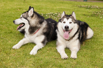 Alaskan Malamute Female Dogs Outdoors Portrait
