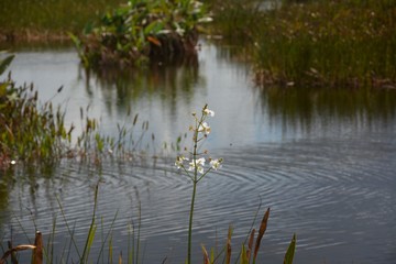 marsh