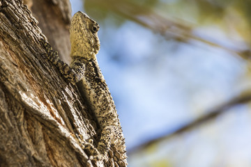 camouflaging
