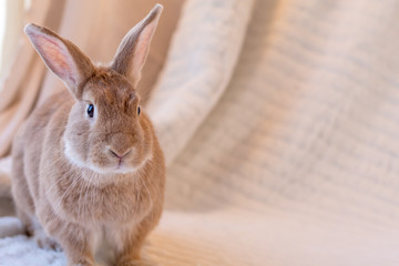 Beautiful tan and rufous domestic bunny rabbit surrounded by plush fabrics in muted palette