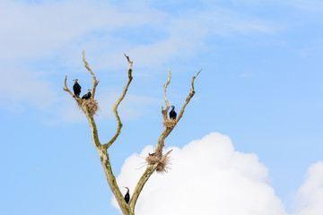 Cormorants