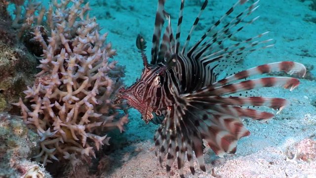 Striped poisonous fish Common lionfish Pterois volitans on bottom of Red sea. Relax underwater video about marine nature.
