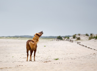 Assateague Wild Pony