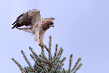 Swainson's Hawk