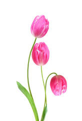 Bouquet of tulip on a white background. Clipping path