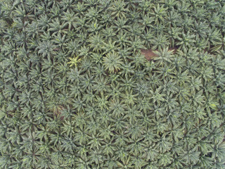 aerial view of palm tree plantation in malaysia