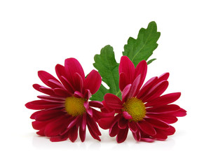 close up of daisy flowers on white background with clipping path