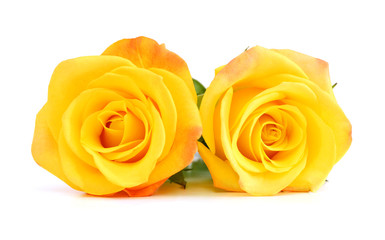 Yellow rose isolated on white background