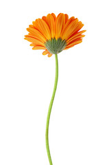 Close-up of orange gerbera petals on white background
