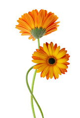 Close-up of orange gerbera petals on white background