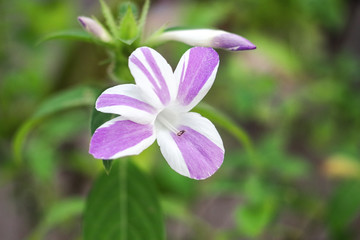 Crested Philippine violet or Bluebell barleria (Barleria cristata Lavender Lace) rare variety wild flower medicinal plant, close up.
