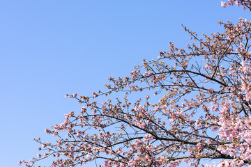kan- sakura      kan-sakura bloom in february     kan means cold