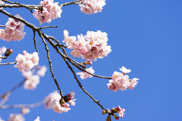 kan-sakura   