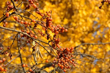 沢山の可愛い実をつけた豆柿の木